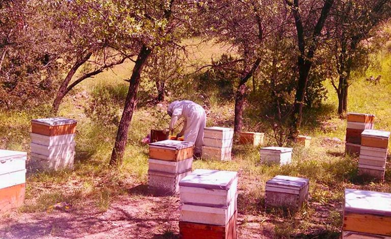 Sequía y químicos matan al 40% de las abejas