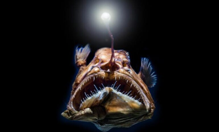 El calentamiento del mar reducirá el tamaño de los peces, según un estudio