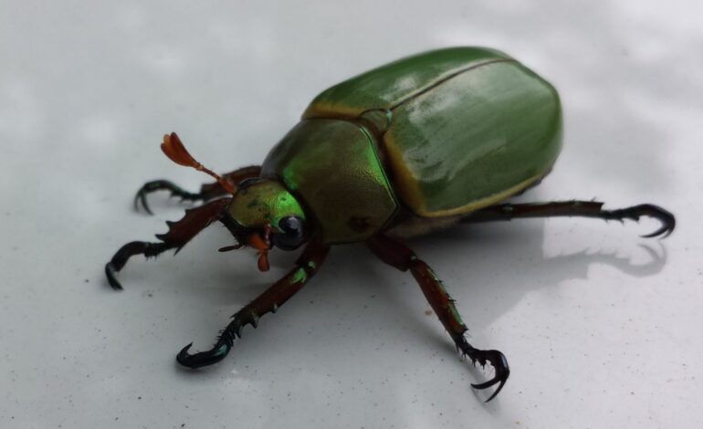 Hallan en un fósil de Tanzania un escarabajo nunca visto en África